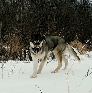 Meet your Posher, Willie